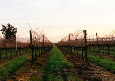 Bodega Chiappella